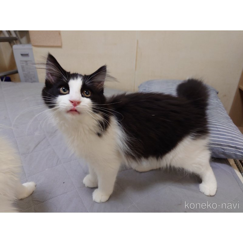 販売中の埼玉県のノルウェージャンフォレストキャット-115858の9枚目